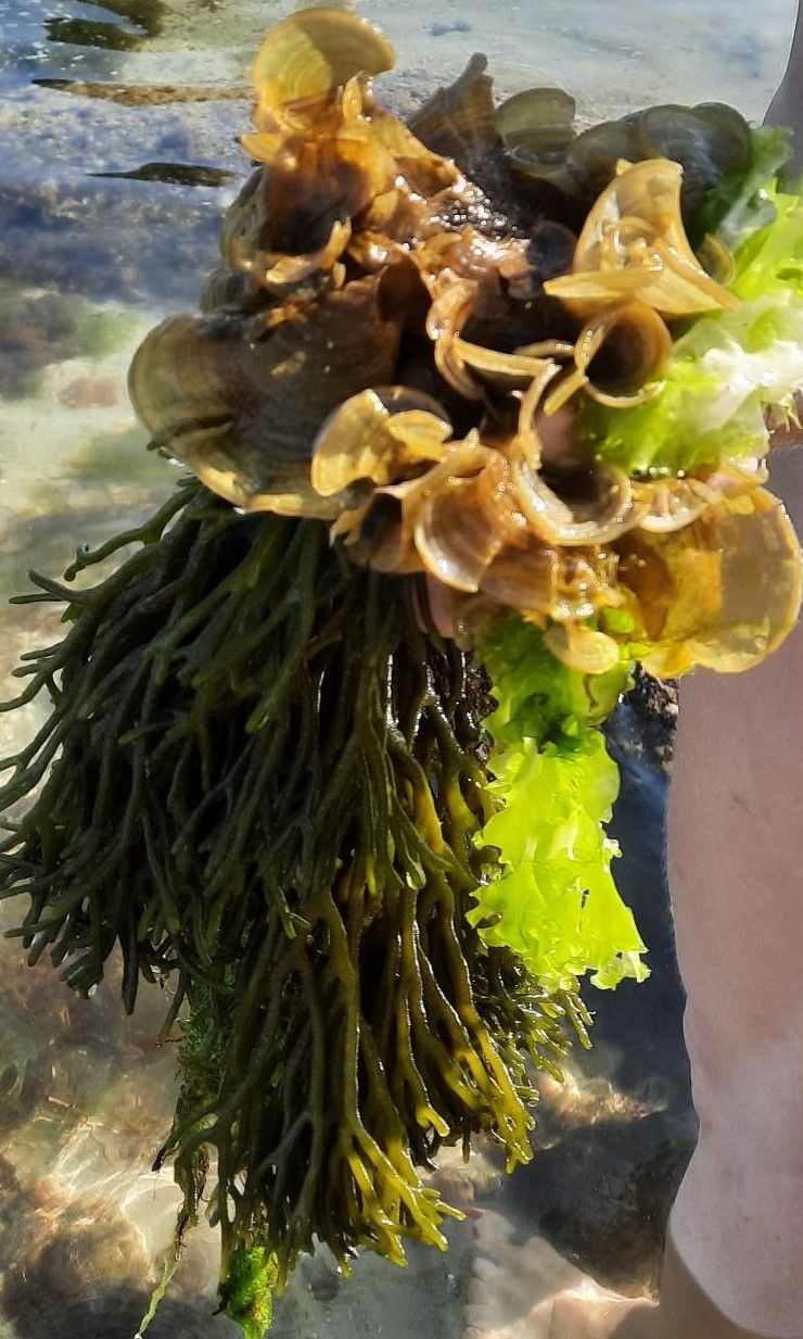 Participants got the opportunity to observe the many seaweeds growing along the Galician shore. Here, the green seaweeds Codium fragile and Ulva sp. And the brown seaweed Padina pavonica. Photo: Susan Løvstad Holdt. 